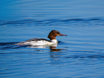 3-Gaensesaeger-Weibchen