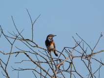 5-Blaukehlchen
