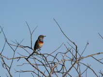 6-Blaukehlchen