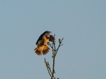 7-Blaukehlchen-im-Abendlicht