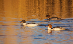 8-Gaensesaeger-mit-Harem