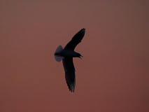 9-Lachmoewe-auf-Abendjagd