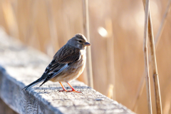 5-weiss-nicht-Vogel-