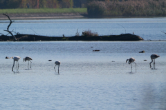 Flamingos_-01