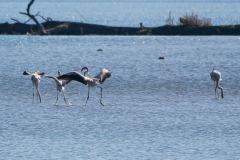 Flamingos_-02