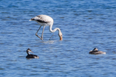 Flamingos_-03