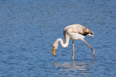 Flamingos_-04