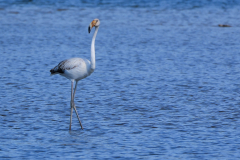 Flamingos_-05