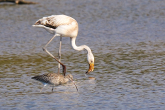 Flamingos_-06