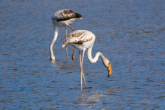 Flamingos_-07