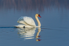 7-10-22-Hoeckerschwan