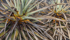 Lanzarote_Agave