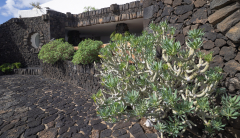 oleanderblaettrige_kleinie_affenpalme