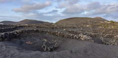 weinbau_auf_lanzarote