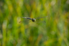 01-Z63_7982