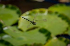 02-Z63_8034