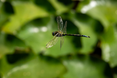 03-Z63_8058