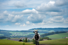 09-Z63_8114-2