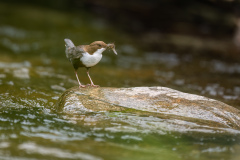 05-Wasseramsel-bei-der-Fuetterung