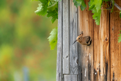 08_Frau-Wiedehopf-fliegt-aus_7R32750