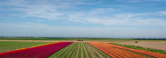 4.Tulpenfeld_02809_A-7R-III