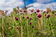 Windmuehle-Windlust_03020_A-7R-III