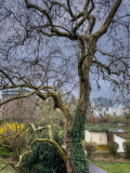 4.Plantane_8509_iPhone-14