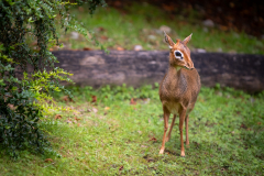 09-Dikdik