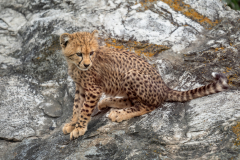 11-Junger-Gepard