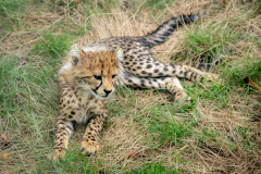 12-Junger-Gepard