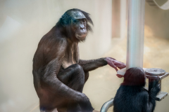 13-Bonobo-mit-Saeugling