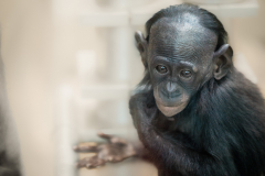 14-Junger-Bonobo