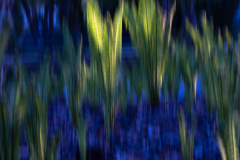 Farn-im-Gegenlicht