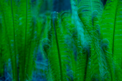 ICM