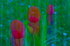 Rote-Tulpen