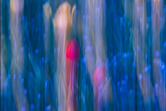 Rote-und-gelbe-Tulpen