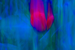 Tulpe