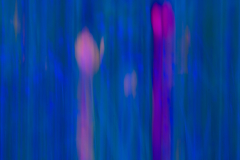 Tulpen-im-Blaulicht