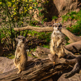 Erdmaennchen_Tierpark-Mundenhof__03329_A-7R-III