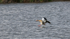 Nilgans