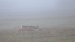 Rehe-im-Nebel