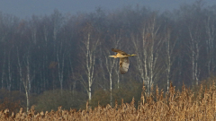 Rohrdommel