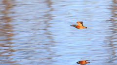 Eisvogel