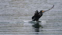 Kormoran_05