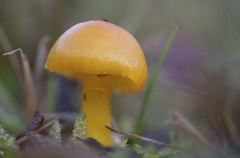Natur-Nahaufnahmen-12