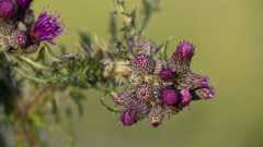 Natur-Nahaufnahmen-9