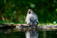 04Sind_da_Beobachter