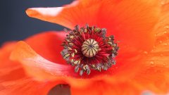Bluetenimpressionen_01