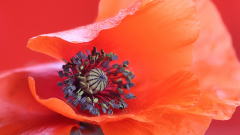 Bluetenimpressionen_02