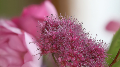 Bluetenimpressionen_03